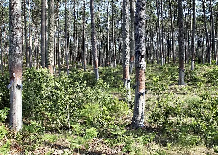 Tatil Evi Casa Da Maria Carolina *